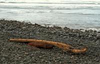 seaside-oregon-driftwood-shore-374019.jpg