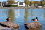 duck-pair-mallards-water-plumage-1395760.jpg