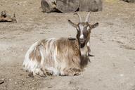 goat-billy-goat-sun-concerns-bask-332573.jpg