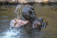 hippo-hippopotamus-herbivores-958134.jpg