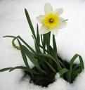 daffodil-spring-snow-flowers-13371.jpg