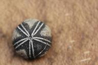 fossil-fossils-sea-urchins-111499.jpg