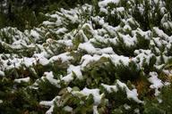 Snow-falls-on-an-autumn-day-along-a-narrow-trail-of-Jasper-Park.jpg