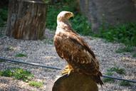 buzzard-raptor-bird-1000082.jpg