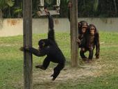 chimpanzee-ape-primate-wildlife-1224290.jpg