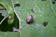 snail-nature-snail-shell-close-824821.jpg