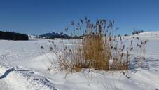 grass-reed-bavaria-allg%C3%A4u-blue-sky-651904.jpg