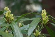 Tree-and-Flower-National-Arboretum.jpg