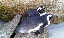 bolders-beach-penguins-south-africa-600384.jpg