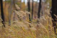 grass-autumn-closeup-plant-nature-624729.jpg