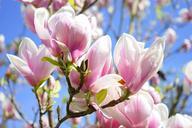 magnolia-magnolia-blossom-flowers-324276.jpg