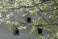 moscow-building-spring-tree-170666.jpg