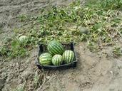 watermelons-orchard-fruit-924273.jpg