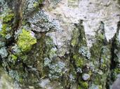 weave-birch-bark-romanshorn-moss-247580.jpg