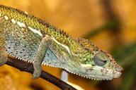 chameleon-zoo-reptile-lizard-scale-200319.jpg