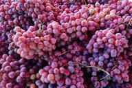 grapes-food-healthy-fresh-605170.jpg