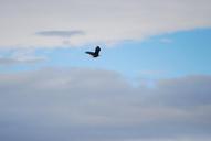 Bald-Eagle-in-flight.jpg