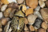 beetle-outdoor-nature-bug-insect-412542.jpg