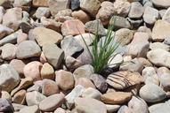 pebbles-rocks-weed-stones-357659.jpg