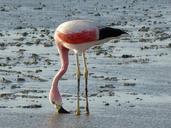 flamingo-chile-south-america-798591.jpg