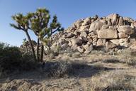 Joshua Tree National Park, California LCCN2013630424.tif.tiff