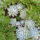 succulents-flower-plant-green-677685.jpg