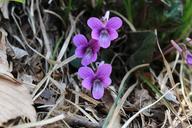 violet-flower-wild-wildflower-104639.jpg