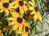 cone-flower-sunflower-plant-nature-226581.jpg