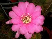 cactus-flower-cactus-flower-spur-284831.jpg