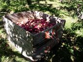 apples-nature-tree-green-orchard-1145785.jpg