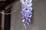 wisteria-sinensis-flower-violet-717205.jpg