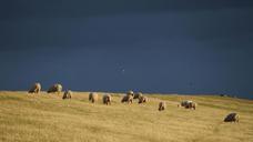 thunderstorm-dike-sheep-sheep-dike-1064718.jpg