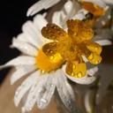 buttercup-margriet-rain-drops-sun-711874.jpg