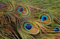 peacock-feathers-peacock-1312509.jpg