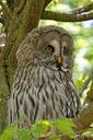 owl-barn-owl-bird-hunter-wild-871636.jpg