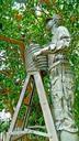 orange-tree-sculpture-harvesting-500928.jpg