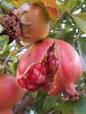 pomegranate-sweet-red-fruit-1141847.jpg