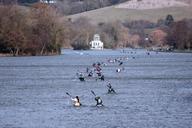 kayak-river-thames-canoe-kayaking-957300.jpg