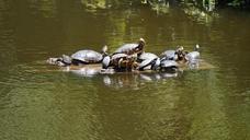 turtles-reptiles-water-animal-1046945.jpg