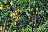 lemon-lemon-tree-tree-fruit-852244.jpg