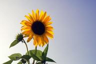 sunflower-flower-yellow-1591509.jpg