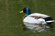 mallard-male-water-pond-duck-bird-1357538.jpg