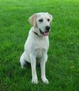 labrador-dog-family-pet-white-18342.jpg