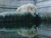 polar-bear-white-sleep-water-208911.jpg