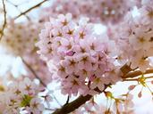 cherry-blossoms-pink-spring-flowers-1356735.jpg