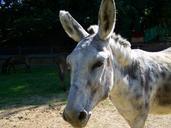 donkey-grayish-white-hoofed-animals-981522.jpg