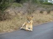 lion-safari-animal-wild-africa-979126.jpg