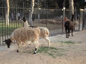 Three llamas in Benghazi Zoo (2010-06-10).jpg