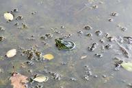 frog-water-pond-garden-amphibian-454042.jpg