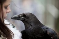 raven-bird-falconry-feathers-1237572.jpg